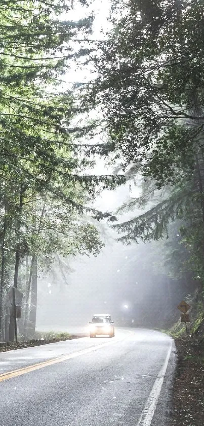 A misty forest road surrounded by lush green trees under a calm atmosphere.