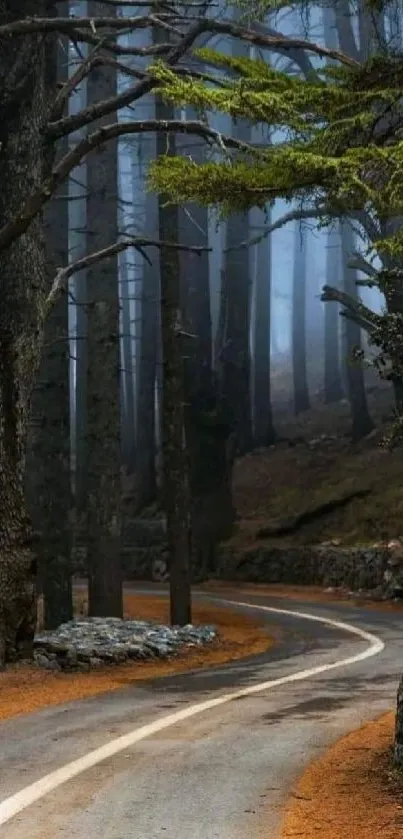 Misty forest road with tall trees and a winding path, shrouded in fog.