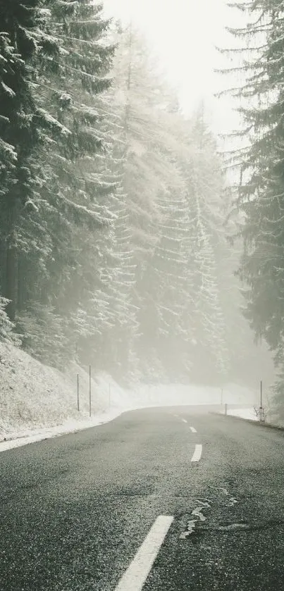 Misty road in a tranquil forest with overhanging trees and fog.