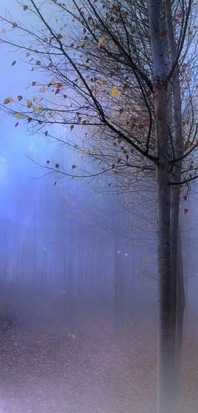 Misty forest with blue hues and serene atmosphere.