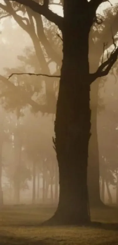 Misty forest silhouette of tall trees at dawn.