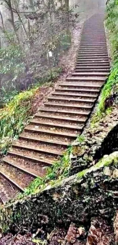 Misty stone stairs winding through a lush forest landscape.