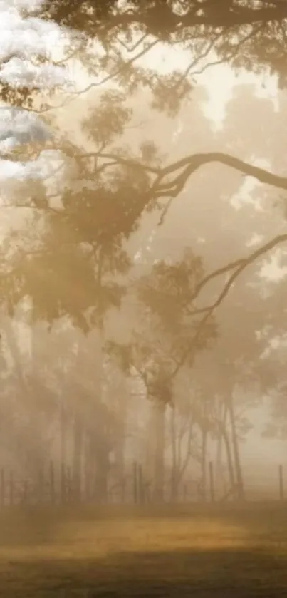 Misty forest scene with sunrise glow through trees.