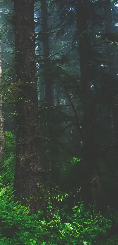 Misty forest with lush green trees and a serene atmosphere.