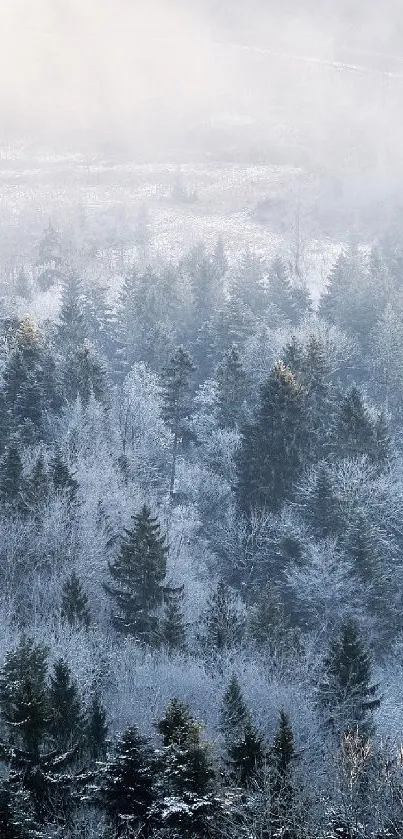 Misty winter forest with snow-covered trees.