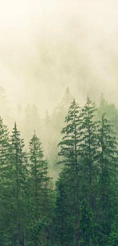 Mobile wallpaper of misty green forest with tall pines and fog.