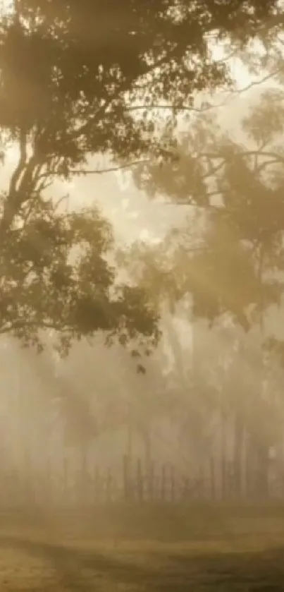 Misty morning forest with golden light filtering through trees.