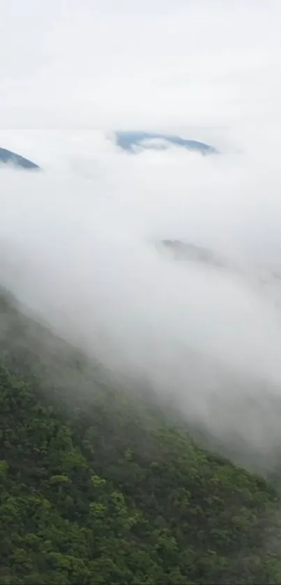 Misty mountains and green forest landscape.