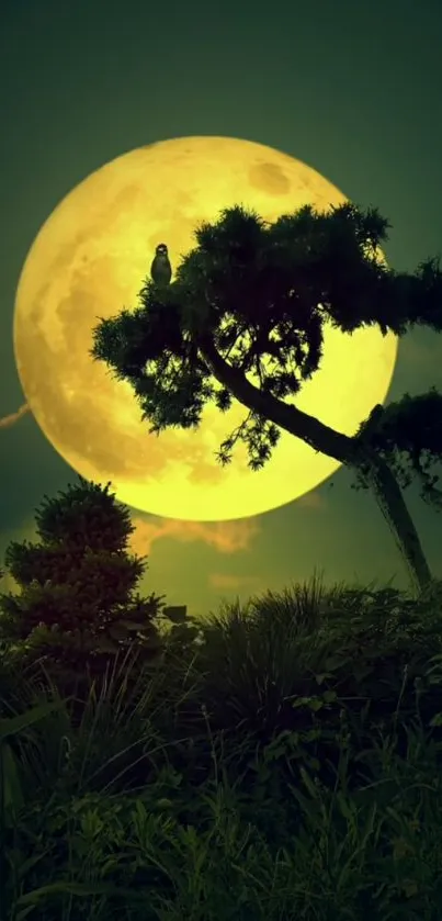 Silhouette of tree against full moon in dark green night sky.