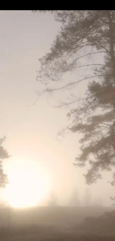 Misty sunrise with tree silhouettes and soft light.