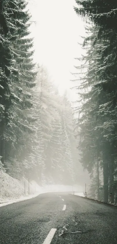 Misty winter road through a forest with snow-covered trees.