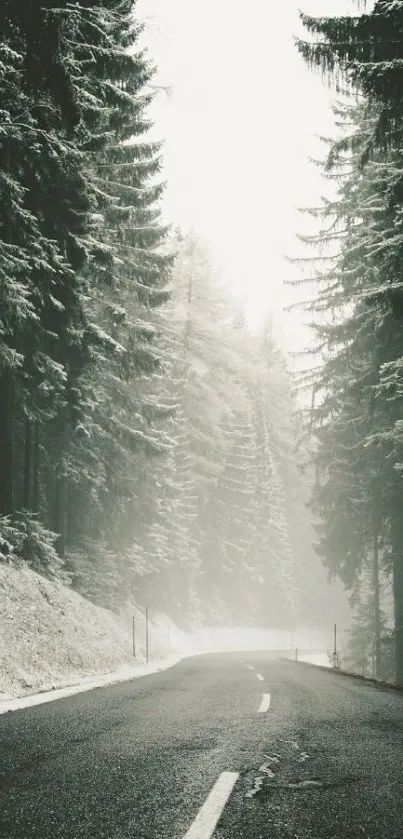 Misty winter forest road with snow-covered trees