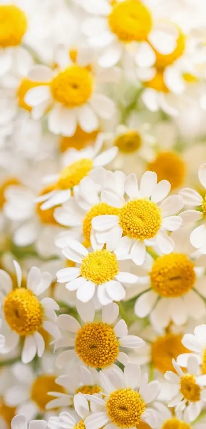 Close-up of vibrant daisies with white petals and yellow centers on a phone wallpaper.