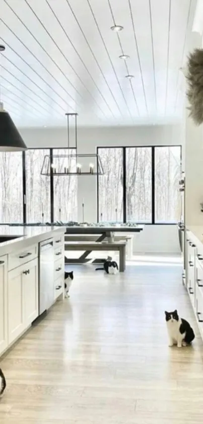 Modern kitchen interior with natural light and cats.