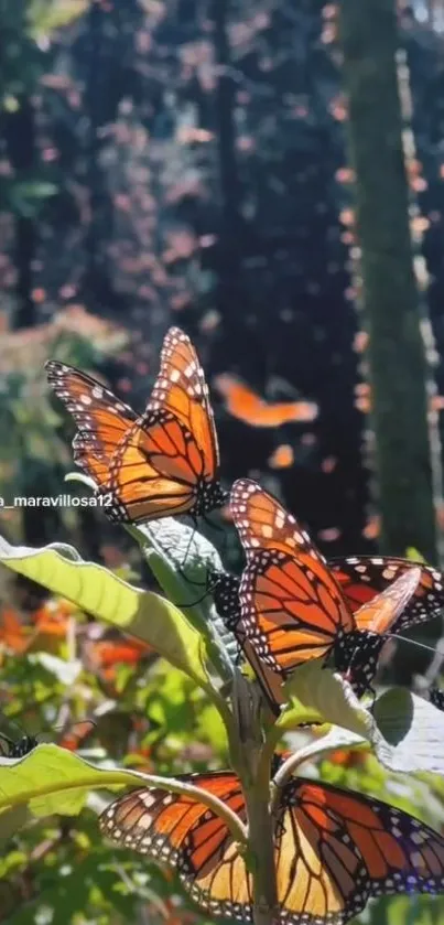 Monarch butterflies rest on leaves in a serene forest scene.