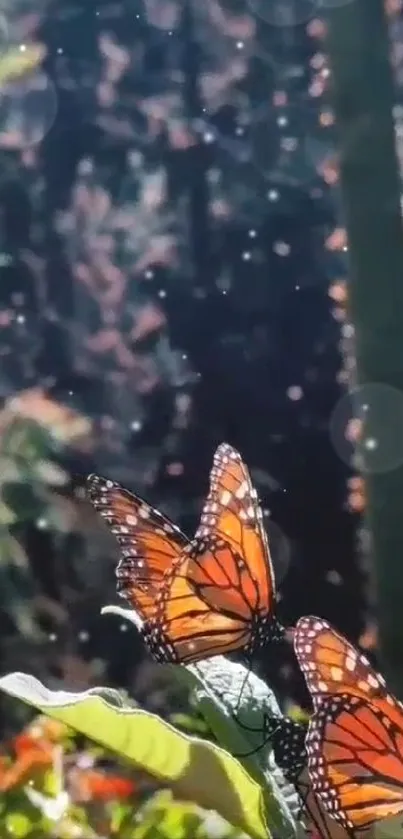 Two monarch butterflies resting on leaves in a sunny forest setting.