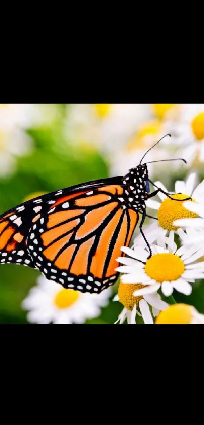 Monarch butterfly resting on daisy flowers, vibrant nature scene.