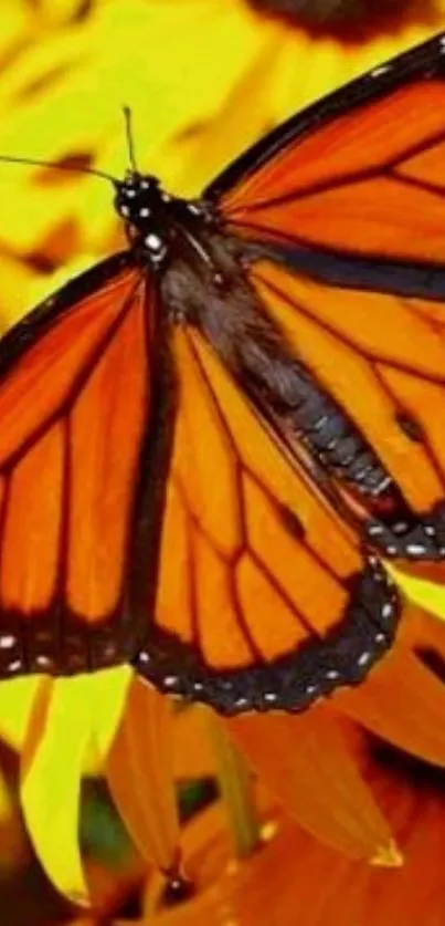 Orange monarch butterfly on yellow sunflower.