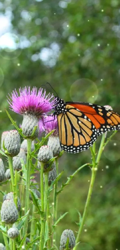 Monarch butterfly perched on a thistle flower with a green forest background.