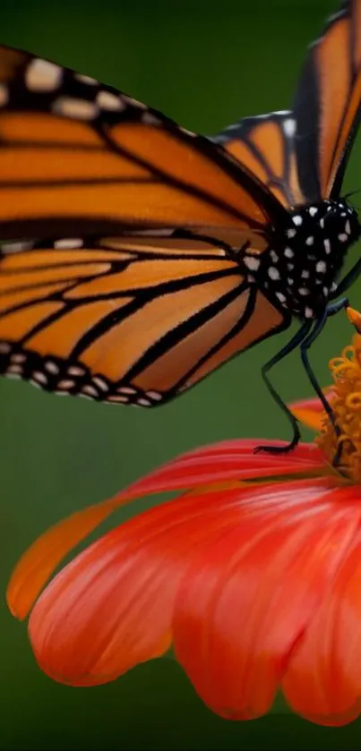 Monarch butterfly perched on an orange flower.