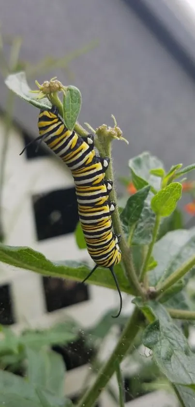 Monarch caterpillar on a green leaf close-up, vibrant nature wallpaper.