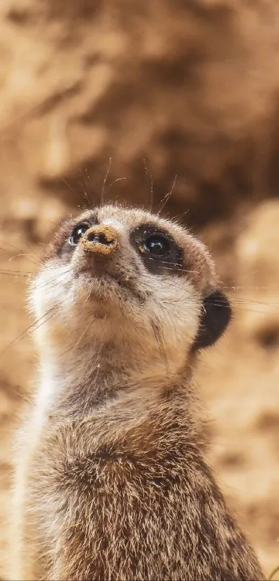 Mongoose Meerkat Carnivore Live Wallpaper