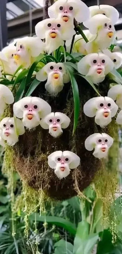 Monkey Face Orchid cluster in lush green backdrop.