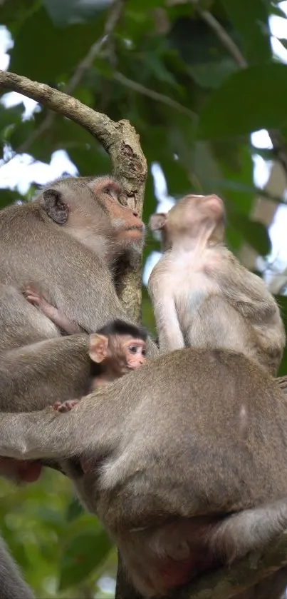 Monkey family resting on a tree branch in a lush green forest setting.