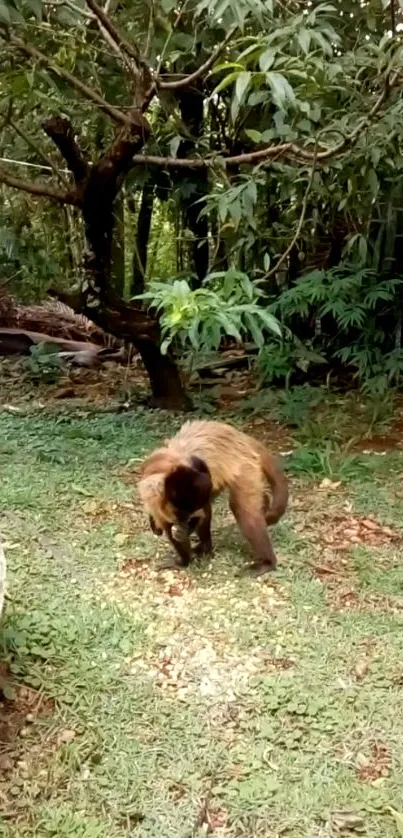 Monkey in a lush green jungle setting with dense foliage.