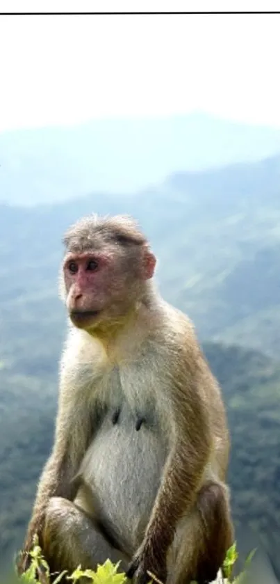 Monkey sitting in a lush green mountainous landscape.