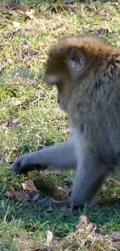 Monkey walking on grass in a sunlit natural setting.