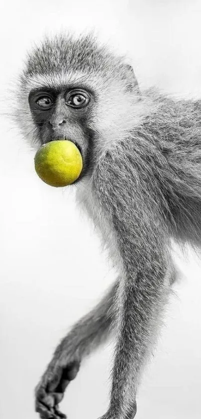 Monochrome monkey holding a lime.