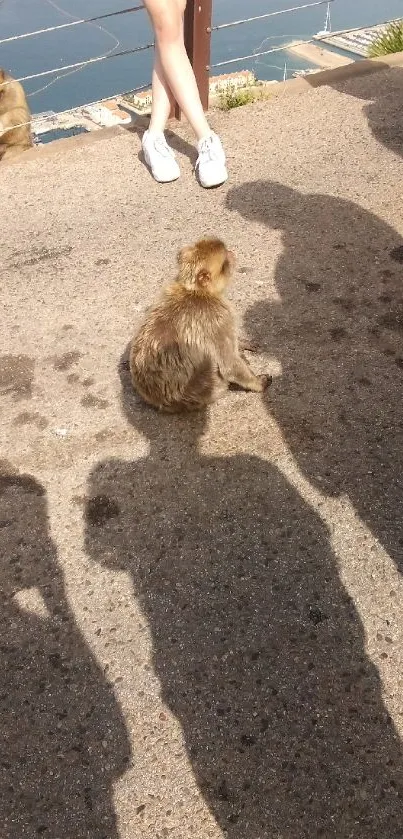 Monkeys on a street with shadows cast by people around.