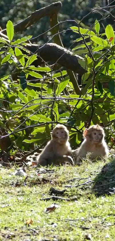 Two monkeys sitting in a green forest setting with lush foliage.