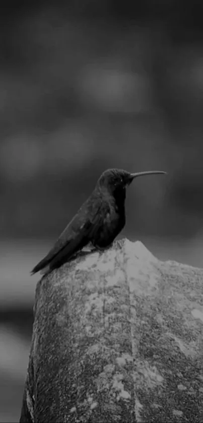 Monochrome hummingbird perched on a textured rock in grayscale.