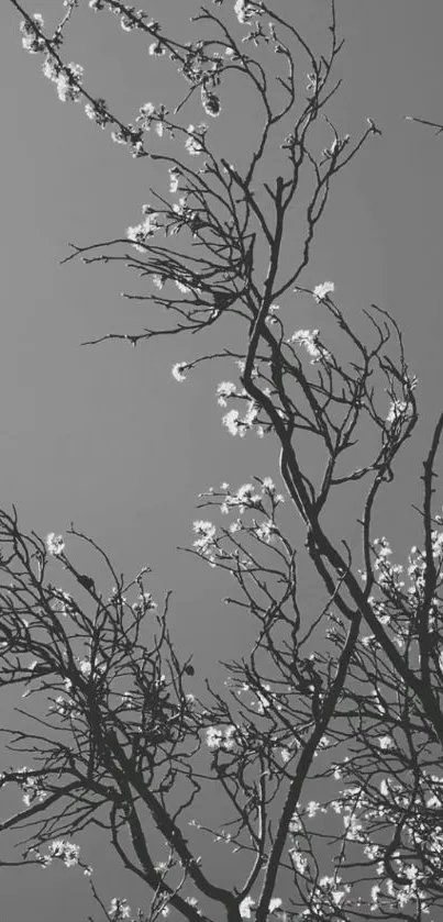 Monochrome branches against gray sky