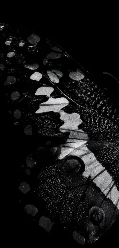 Monochrome butterfly wing with intricate patterns on black background.