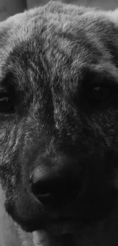 Monochrome close-up of a dog's face in grayscale for wallpaper use.