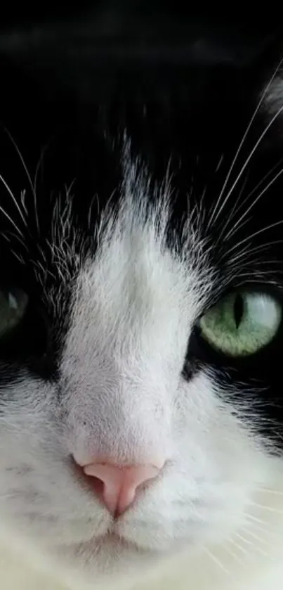 Close-up of a black and white cat with striking green eyes, ideal for phone wallpaper.