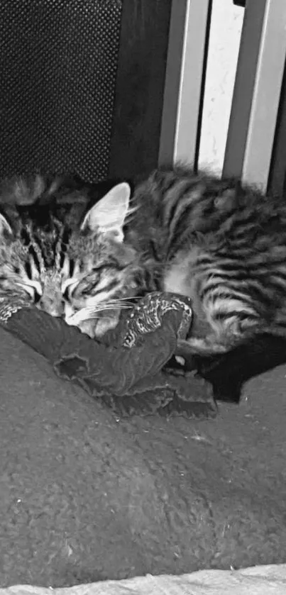 Monochrome sleeping tabby cat on a blanket.