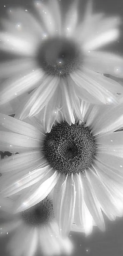 Monochrome daisies creating an elegant and serene wallpaper.