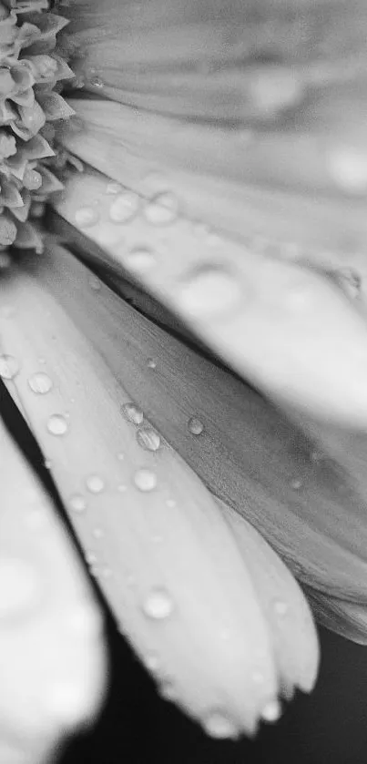 Black and white close-up of a flower with dew drops.