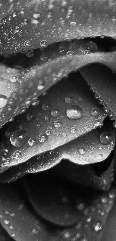 Monochrome close-up of a dewy rose with water droplets.