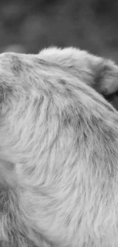 Monochrome close-up of dog's fur in artistic detail.