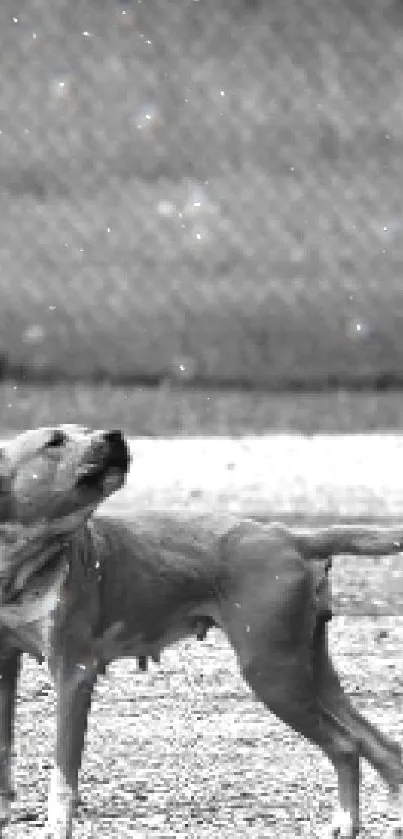 Black and white image of a dog standing in an open field.