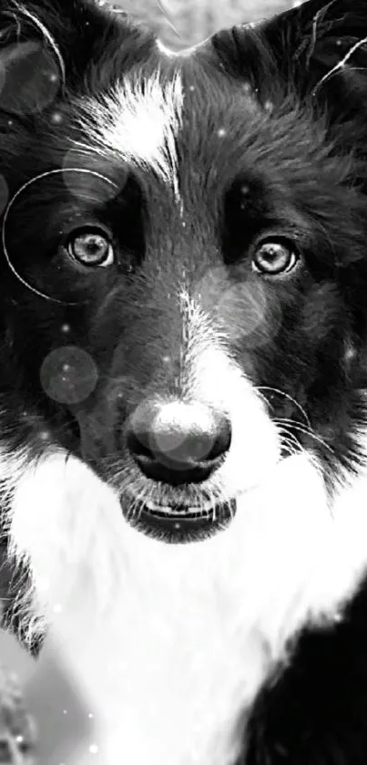 Monochrome portrait of a border collie with soft light bokeh.