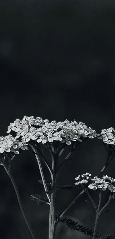 Monochrome wallpaper featuring elegant flowers against a dark background.