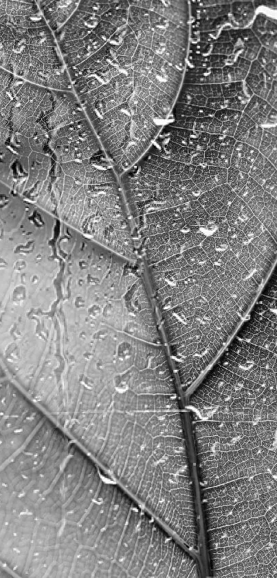 Monochrome leaf texture wallpaper for mobile phone.