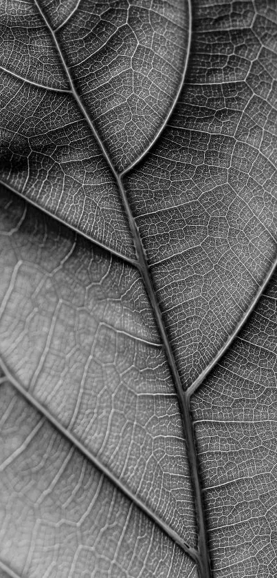 Black and white close-up of detailed leaf texture.