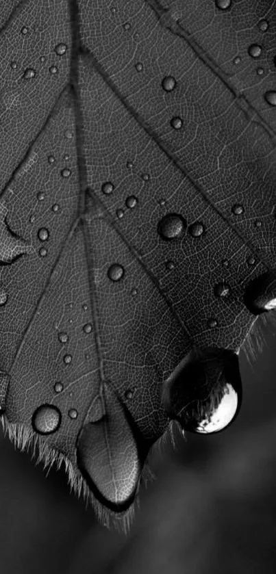 Monochrome leaf with raindrops in black and white for mobile wallpaper.